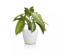 LECHUZA - Vaso da tavolo Classico Color 14 Deco bianco, superficie opaca, Ø 15 x 13,5 cm, 16681