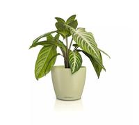 LECHUZA - Vaso da tavolo Classico Color 14 Deco Linde, superficie opaca, Ø 15 x 13,5 cm, 16683