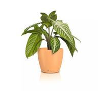 LECHUZA - Vaso da tavolo Classico Color 14 Deco Papaya, superficie opaca, Ø 15 x 13,5 cm, 16680