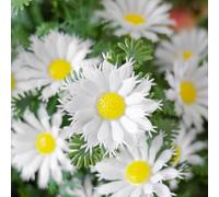 Lecreatekit Picchetti artificiali a forma di margherita, 50 cm, decorazione da giardino per esterni, in plastica, resistenti ai raggi UV, con picchetto profondo, per patio, prato, vaso di fiori