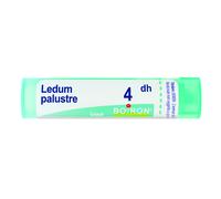 Ledum Palustre 04 Dh Tubo 2020