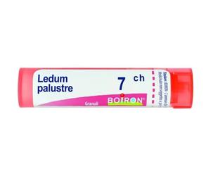 LEDUM PALUSTRE BOI*7CH GL 1G