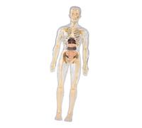 LeeQinersw Kit Didattico sul Modello del Corpo Umano per L'insegnamento delle Scienze, Trasparente