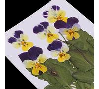 LEEYOX 12 Fiori di Viola del Pensiero pressati/essiccati per Fai da Te Scrapbooking Card Arts Crafts