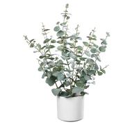 Leflos 60cm albero artificiale di Eucalipto, pianta artificiale di eucalipto con 235 foglie di dollaro d'argento, adatto per la tavola e la decorazione di interni