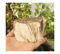 Legno pietrificato naturale Pietra originale Cristallo di rocca grezzo Quarzo Campione Ornamenti for la casa Reiki (Color : Light Green, Size : 200-300g)
