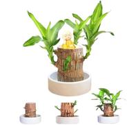 Legno portafortuna, mini pianta di ceppo di pianta in vaso idroponico, legno di bambù fortunato che germoglia magicamente, pianta da scrivania per ufficio interno per purificare