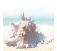Leikurvo Grandi conchiglie naturali, 16 - 18 cm, conchiglie oceaniche, perfette per matrimoni, feste a tema, decorazioni per la casa, artigianato fai da te, collettore di conchiglie, acquario