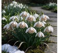 L'elegante bucaneve - una scelta eccellente per i giardini tedeschi e un vivace messaggero del pre-primavera-1 pcs-B