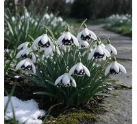 L'elegante bucaneve - una scelta eccellente per i giardini tedeschi e un vivace messaggero del pre-primavera-4 pcs-G