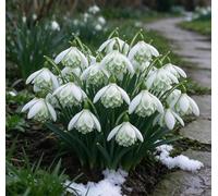 L'elegante bucaneve - una scelta eccellente per i giardini tedeschi e un vivace messaggero del pre-primavera-1 pcs-E