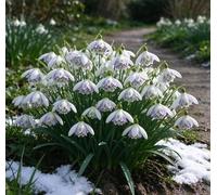 L'elegante bucaneve - una scelta eccellente per i giardini tedeschi e un vivace messaggero del pre-primavera-2 pcs-F