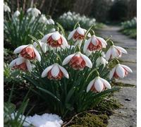 L'elegante bucaneve - una scelta eccellente per i giardini tedeschi e un vivace messaggero del pre-primavera-5 pcs-H