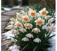 L'elegante bucaneve - una scelta eccellente per i giardini tedeschi e un vivace messaggero del pre-primavera-1 pcs-J