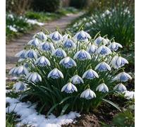 L'elegante bucaneve - una scelta eccellente per i giardini tedeschi e un vivace messaggero del pre-primavera-1 pcs-D