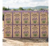 Lemag Semi di Lavanda 10 Bustine - Pianta Aromatica e Mellifera per Bordure e Vasi - Fioritura dal Secondo Anno