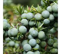 lenbro letto elevato giardino semi di verde balcone decorazione semi giardino interni esotici del balcone interno acquistare 100pcs