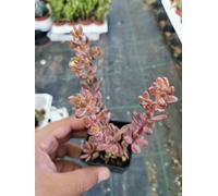 Lenopetalum chocolate and strawberries piante grasse succulente cactus caudex