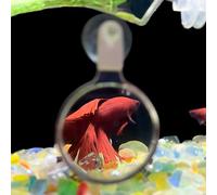 Lente d'ingrandimento per acquario - Lente d'ingrandimento con | Osservazione di piante animali Visualizzatore di acquari | Visualizzazione di foto di coralli | Lent d'ingrandimentos in acrili