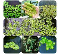 Lenticchia d'acqua - esotico verdi ombra giardino facile curare 300semi