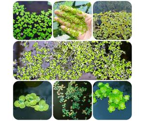 Lenticchia d'acqua - esotico verdi ombra giardino facile curare 300semi