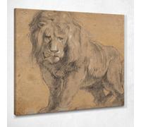 Leone Peter Paul Rubens, ppr107 quadro stampato su tela