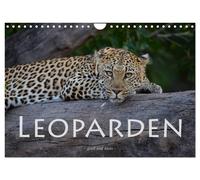 Leoparden - groß und klein (Wandkalender 2027 DIN A4 quer), CALVENDO Monatskalen