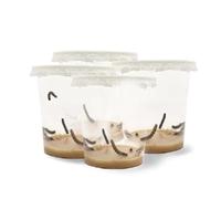 LEPITERRA® Set di 4 contenitori per bruchi (circa 7 bruchi ciascuno) | Complemento ideale per l'habitat delle farfalle | Allevamento farfalle [Garanzia di successo] | Cardo domestico