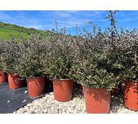 Leptospermum 'Mesmer Eyes'