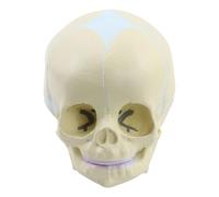 Lerpwige Modello Cranio Umano Per Rilevare Modello Cranio Medico Modello Teschio Anatomico Cranio Anatomico Umano Modello Cranio Esploso