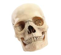 Lerpwige Modello Di Cranio Umano Per La Rilevazione Del Modello Del Cranio Medico Modello Del Cranio Anatomico Umano Cranio Anatomico Modello Di Cranio Sfruttato