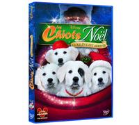 Les chiots de noël : la relève est arrivée