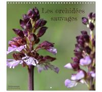 Les orchidées sauvages (Calendrier mural carré 2026 30x30 cm) Calendrier double avec une page pour vos prises de notes: Découvrez les orchidées sauvages de France, des beautés méconnues.