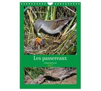 Les passereaux à l'orée de la vie (Calendrier mural 2027 DIN A4 horizontal), CALVENDO calendrier mensuel: Images de la naissance des passereaux
