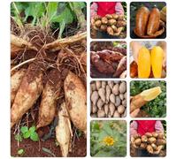 Letti elevati per il giardino riverdimento dei tetti semi semi organici resistenti giardino interno resistenti in 150pcs