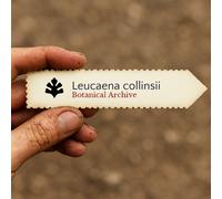 Leucaena collinsii SEEDS - - SEMI Guaje | Albero del piombo