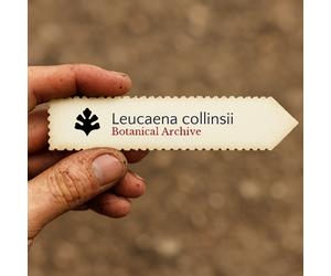 Leucaena collinsii SEEDS - - SEMI Guaje | Albero del piombo