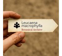 Leucaena macrophylla SEEDS - - SEMI Albero del piombo | Popinac bianco