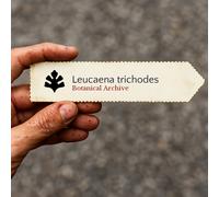 Leucaena trichodes SEEDS - - SEMI Albero del piombo | Pioppo bianco