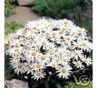 Leucanthemum superbum Margherita di Shasta perenni Semi!