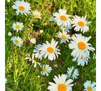 Leucanthemum - varietà antiche interno giardino in vaso 750semi