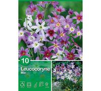 Leucocoryne "Mix" Mischung