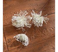 Leucospermum - Decorazione floreale leggera facile da spostare tra le stanze per opzioni di stile dinamico in appartamenti e spazi di lavoro (bianco)