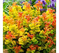 Leucothoe Curly Gold, arbusto sempreverde rustico da giardino | Pianta in vaso per esterni, perfetta per contenitori, terrazzi e balconi: una fioritura colorata da inserire in composizioni