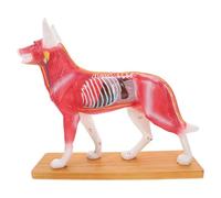 Levemolo Modello di Anatomia Cane per Agopuntura in Pvc, Facile da Pulire, Strumento Didattico per Studenti e Insegnanti di Anatomia Veterinaria