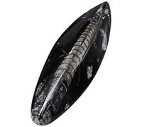 Levemolo Specimen di Fossile Orthoceras Minerale Nero da Collezione per Laboratorio di Mineralogia e Didattica, Modello Educativo per Arricchire Conoscenze e Decorazione