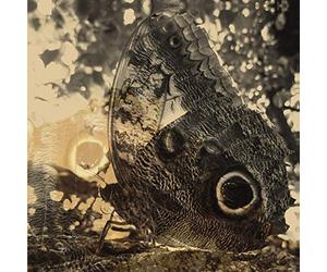Levi Louise Landes - Ikiru Or the Wanderer