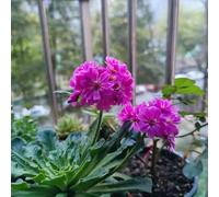 Lewisia - Copertura semi di giardino riverdimento tetti resistenti 300pz