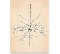 LHHJF LJHFA Neuron Disegno Santiago Ramon Y Cajal Poster E Stampe Neuron Disegno Santiago Ramon Y Cajal Tela Pittura Wall Art Decor 40x60cm Senza Cornice