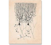 LHHJF LJHFA Neuron Disegno Santiago Ramon Y Cajal Poster E Stampe Neuron Disegno Santiago Ramon Y Cajal Tela Pittura Wall Art Decor 40x60cm Senza Cornice